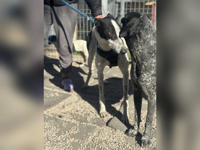 Napoli, hübscher sozialer Galgobub