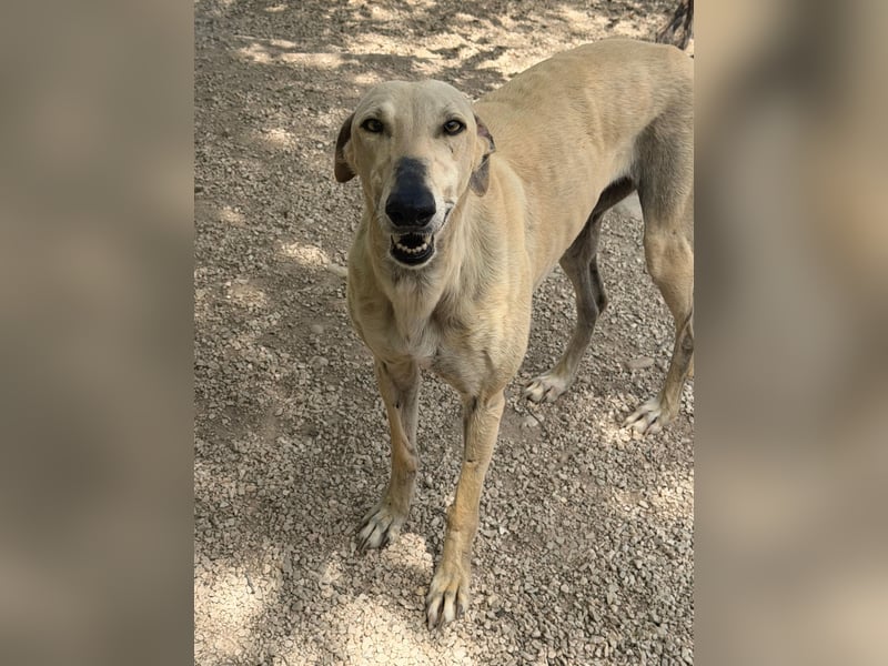 Giovana - sanfte Galgo-Schönheit sucht ihr liebevolles Zuhause