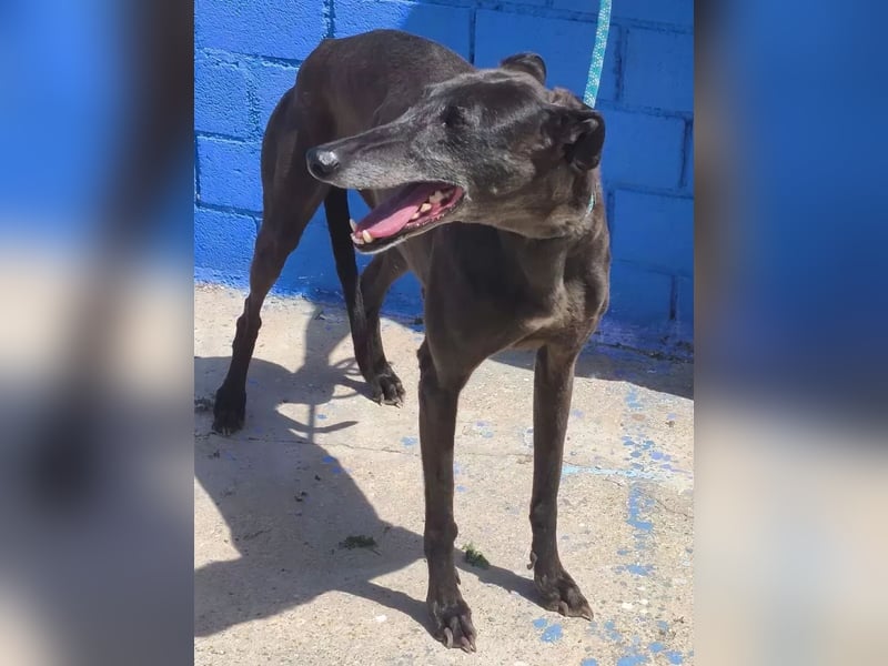 Athena ,wunderschöne Galga mit dunklem Fell sucht ihr Zuhause