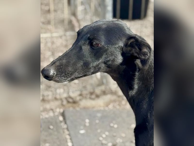 Indira, eine tolle schwarze Galga