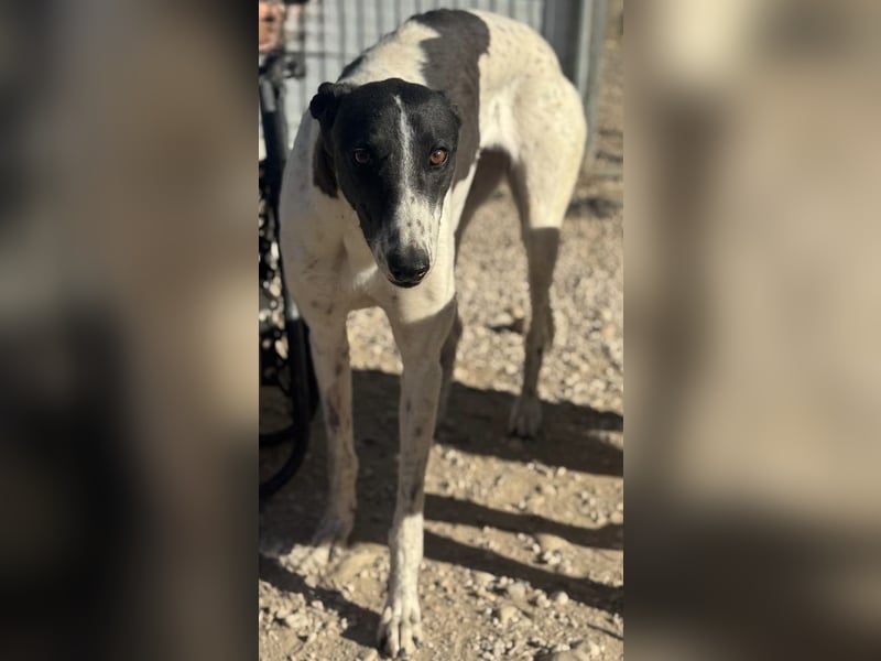 Chantelle, sucht ein warmes Körbchen