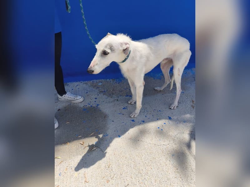 Pinocho ,sanfter Rauhaar-Galgo mit besonderem Charme sucht sein Glück