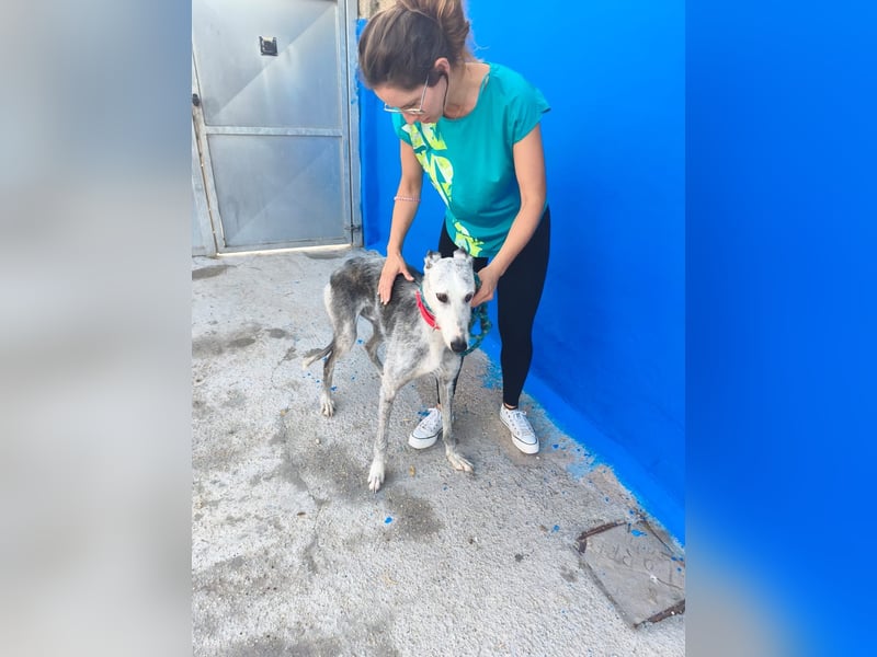 Tejón - ältere Galgo-Seele sucht wieder ein Zuhause