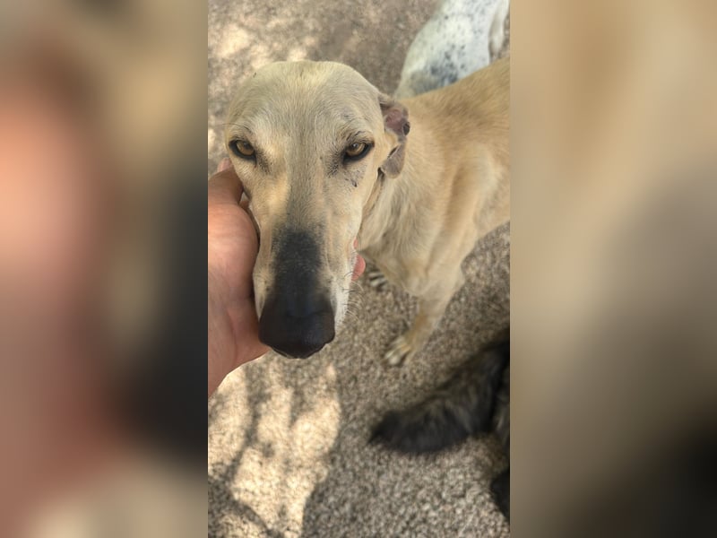 Giovana - sanfte Galgo-Schönheit sucht ihr liebevolles Zuhause