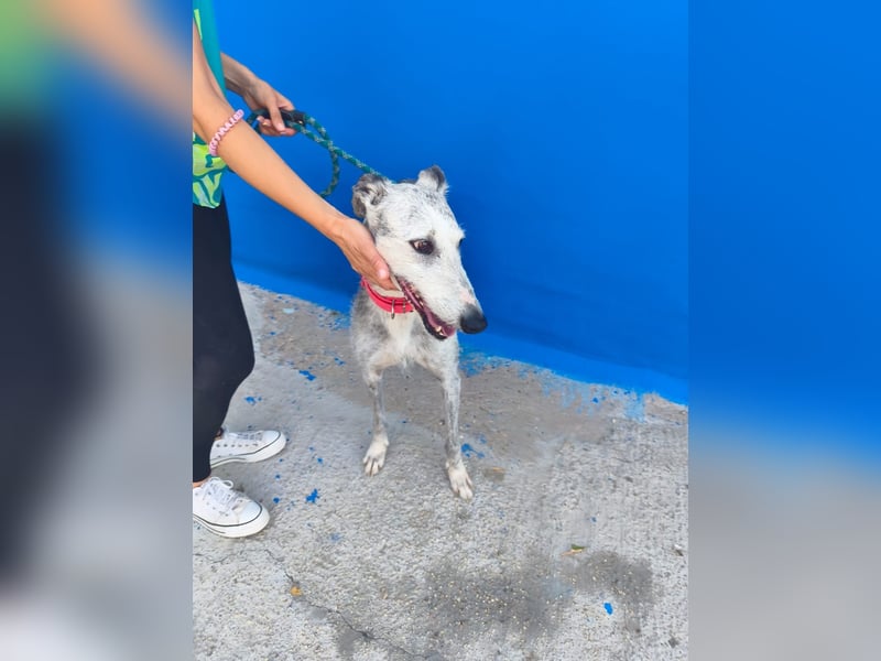Tejón - ältere Galgo-Seele sucht wieder ein Zuhause
