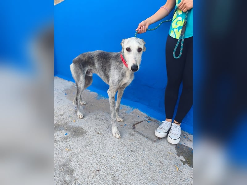 Tejón - ältere Galgo-Seele sucht wieder ein Zuhause