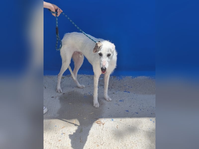 Pinocho ,sanfter Rauhaar-Galgo mit besonderem Charme sucht sein Glück