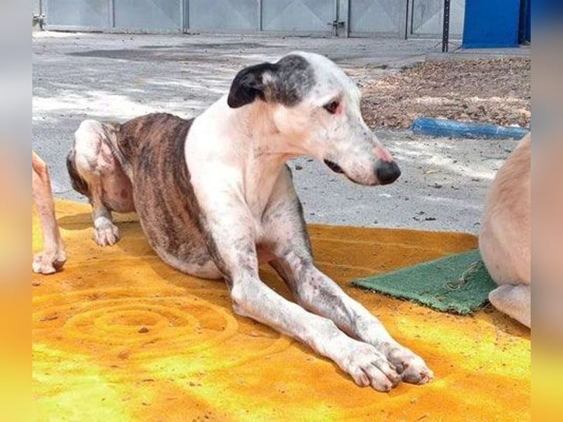 Lion, ein stattlicher Galgo Bub