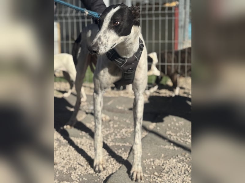 Napoli, hübscher sozialer Galgobub