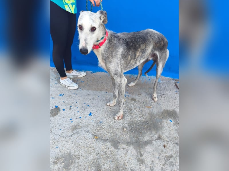 Tejón - ältere Galgo-Seele sucht wieder ein Zuhause