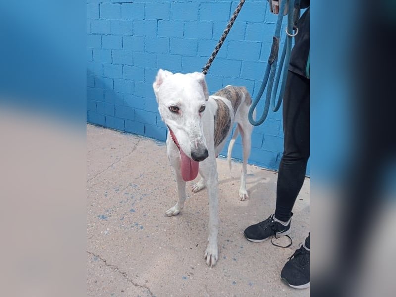 Niko, hofft auf sein Weihnachtswunder