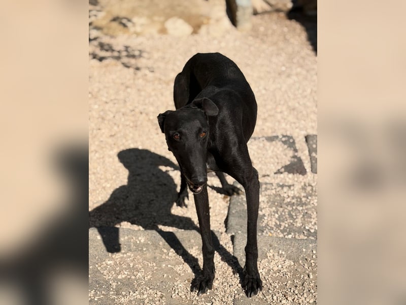 Cacahuete - schwarzer Galgo mit sanfter Seele sucht sein Glück
