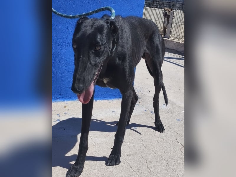 Limoncello - Ein Herz aus Gold im schwarzen Galgo-Gewand
