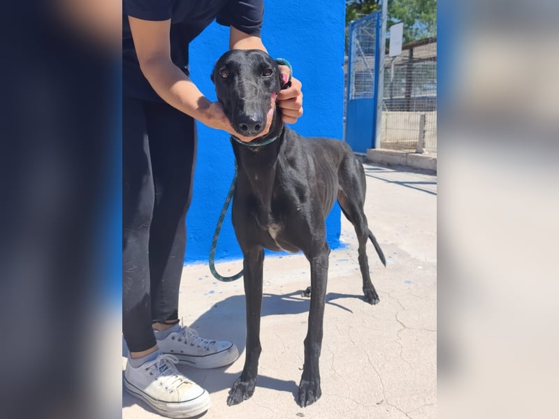 Limoncello - Ein Herz aus Gold im schwarzen Galgo-Gewand