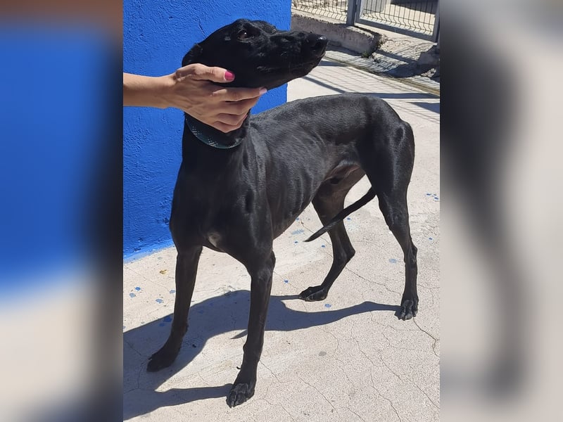 Limoncello - Ein Herz aus Gold im schwarzen Galgo-Gewand