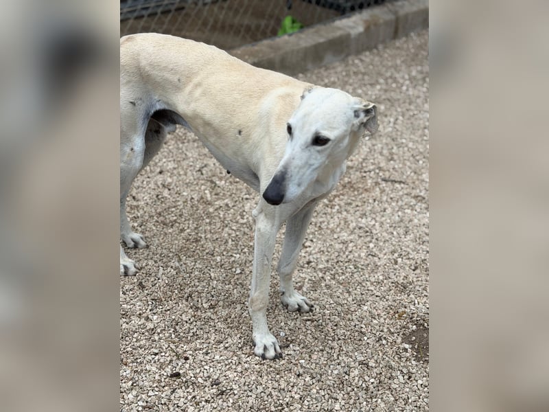 Tigrillo- cremefarbener Langbein sucht sein Glück