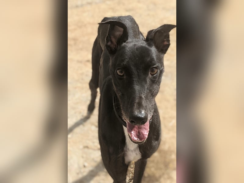 Dingo - Eine schwarze Perle sucht endlich sein großes Glück!