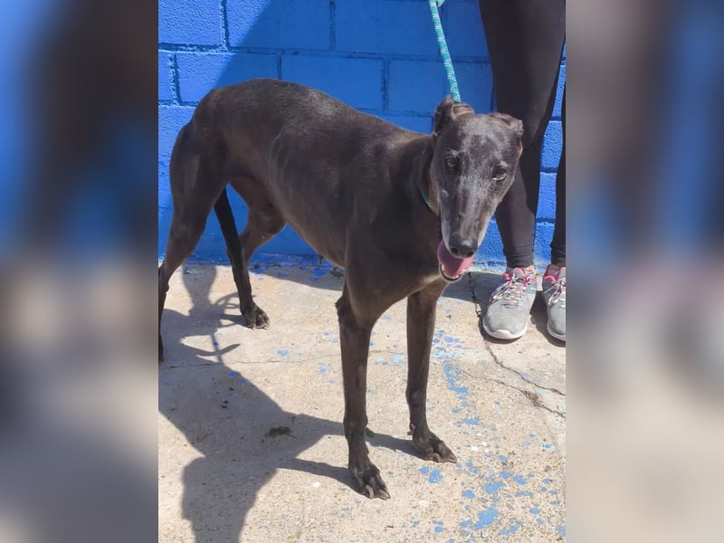 Athena ,wunderschöne Galga mit dunklem Fell sucht ihr Zuhause