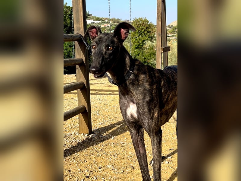 Candela, träumt von einem warmen Körbchen