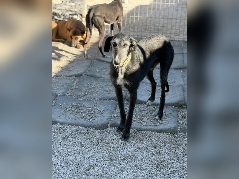 Carbón , ein bezaubernder Rauhaar Galgo