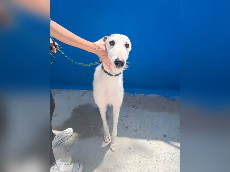 Pinocho ,sanfter Rauhaar-Galgo mit besonderem Charme sucht sein Glück