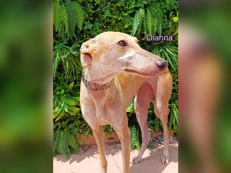 Dianna geb. 06/2022 (in der Schweiz) - offene, verschmuste und ausgeglichene Galga!