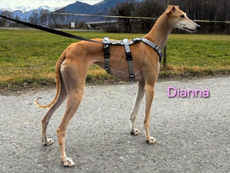 Dianna geb. 06/2022 (in der Schweiz) - offene, verschmuste und ausgeglichene Galga!