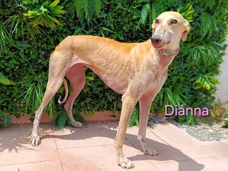 Dianna geb. 06/2022 (in der Schweiz) - offene, verschmuste und ausgeglichene Galga!