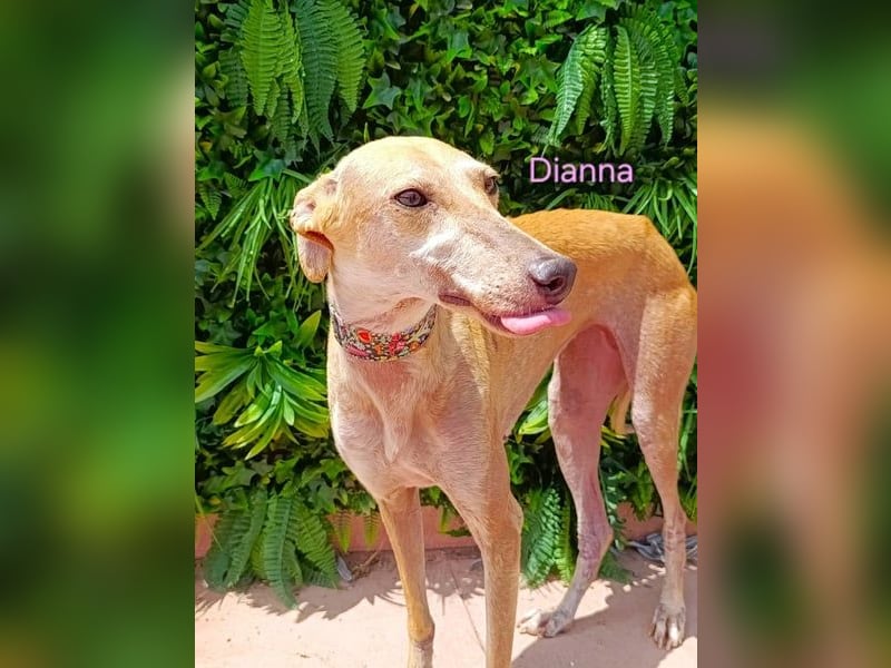 Dianna geb. 06/2022 (in der Schweiz) - offene, verschmuste und ausgeglichene Galga!