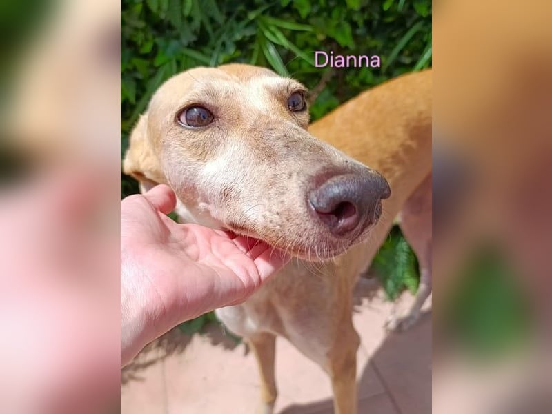 Dianna geb. 06/2022 (in der Schweiz) - offene, verschmuste und ausgeglichene Galga!