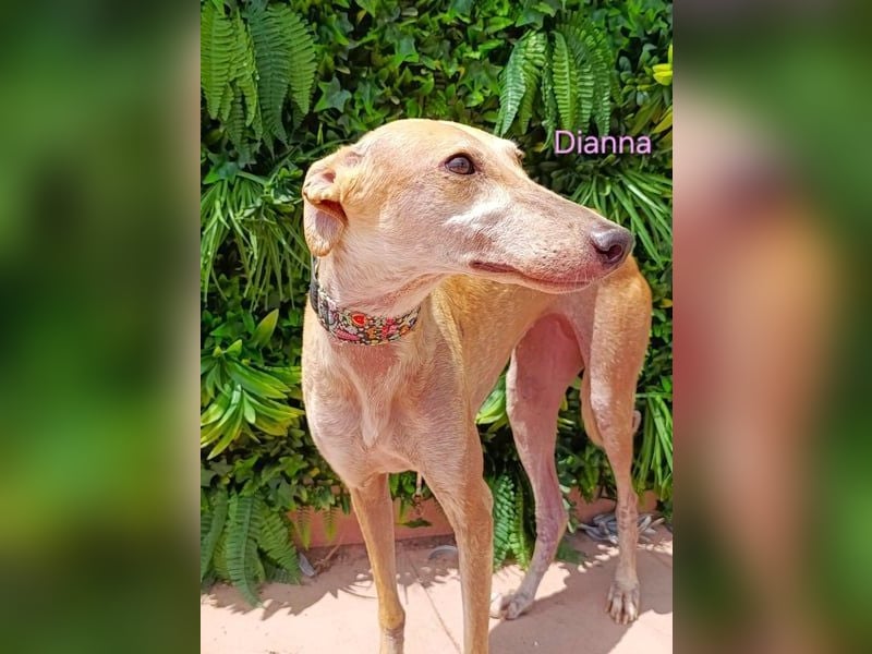 Dianna geb. 06/2022 (in der Schweiz) - offene, verschmuste und ausgeglichene Galga!