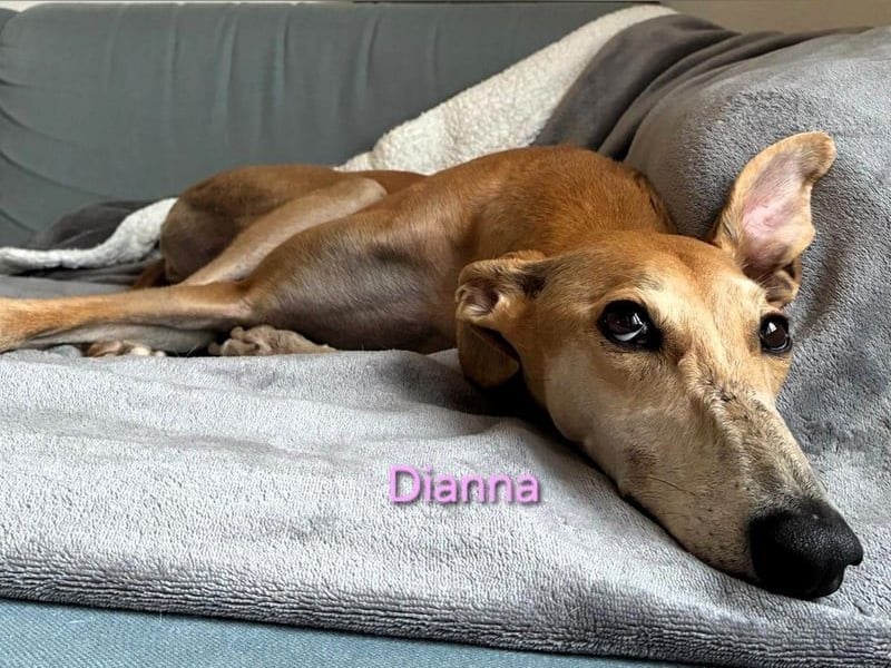 Dianna geb. 06/2022 (in der Schweiz) - offene, verschmuste und ausgeglichene Galga!