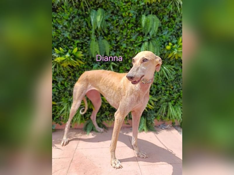 Dianna geb. 06/2022 (in der Schweiz) - offene, verschmuste und ausgeglichene Galga!