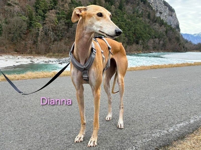Dianna geb. 06/2022 (in der Schweiz) - offene, verschmuste und ausgeglichene Galga!