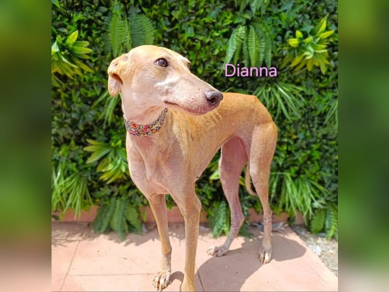 Dianna geb. 06/2022 (in der Schweiz) - offene, verschmuste und ausgeglichene Galga!