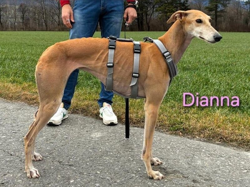 Dianna geb. 06/2022 (in der Schweiz) - offene, verschmuste und ausgeglichene Galga!