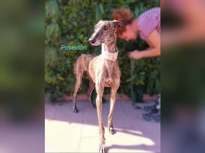 Poseidón geb. 05/2024 (in Deutschland) - unglaublich lieber, ruhiger und edler Galgo!