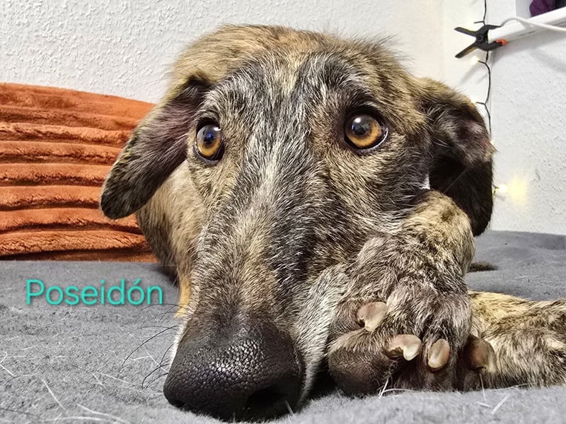 Poseidón geb. 05/2024 (in Deutschland) - unglaublich lieber, ruhiger und edler Galgo!