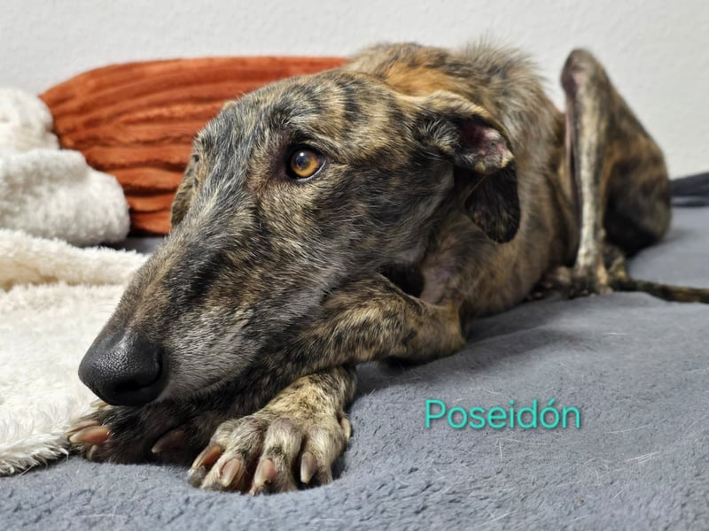 Poseidón geb. 05/2024 (in Deutschland) - unglaublich lieber, ruhiger und edler Galgo!