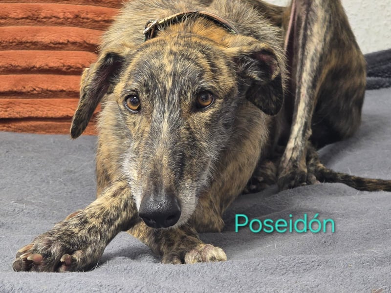 Poseidón geb. 05/2024 (in Deutschland) - unglaublich lieber, ruhiger und edler Galgo!