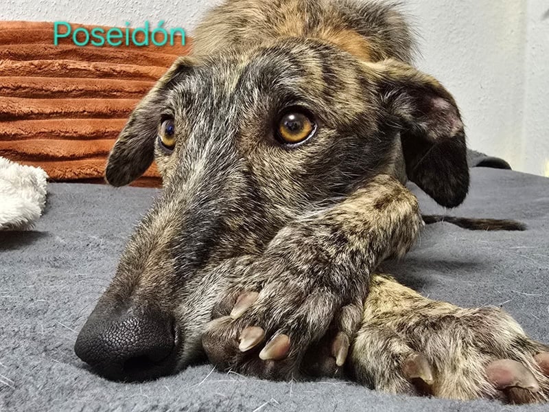 Poseidón geb. 05/2024 (in Deutschland) - unglaublich lieber, ruhiger und edler Galgo!