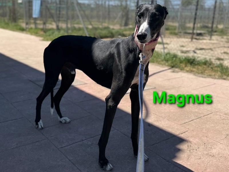 Magnus geb. 06/2019 (in Deutschland) - ausgeglichener & sanfter Galgo sucht ein liebevolles Zuhause!
