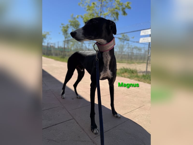 Magnus geb. 06/2019 (in Deutschland) - ausgeglichener & sanfter Galgo sucht ein liebevolles Zuhause!