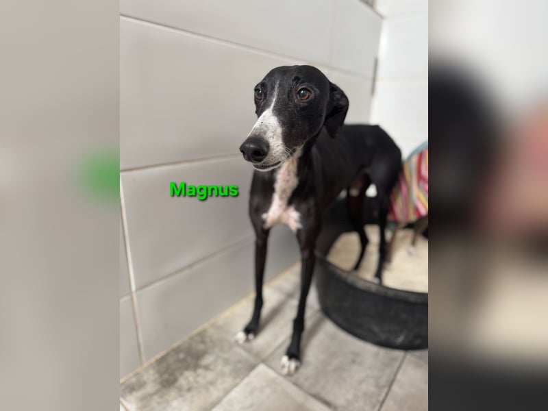 Magnus geb. 06/2019 (in Deutschland) - ausgeglichener & sanfter Galgo sucht ein liebevolles Zuhause!