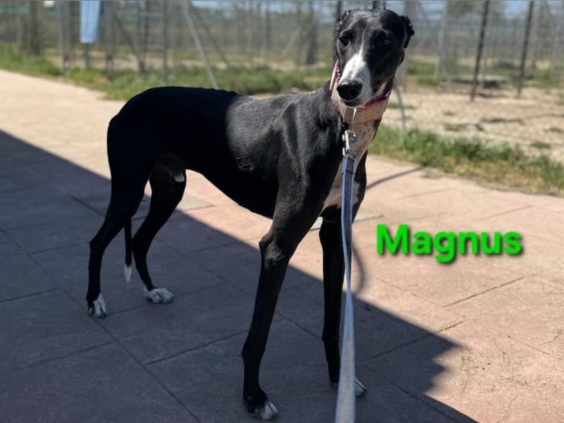 Magnus geb. 06/2019 (in Deutschland) - ausgeglichener & sanfter Galgo sucht ein liebevolles Zuhause!