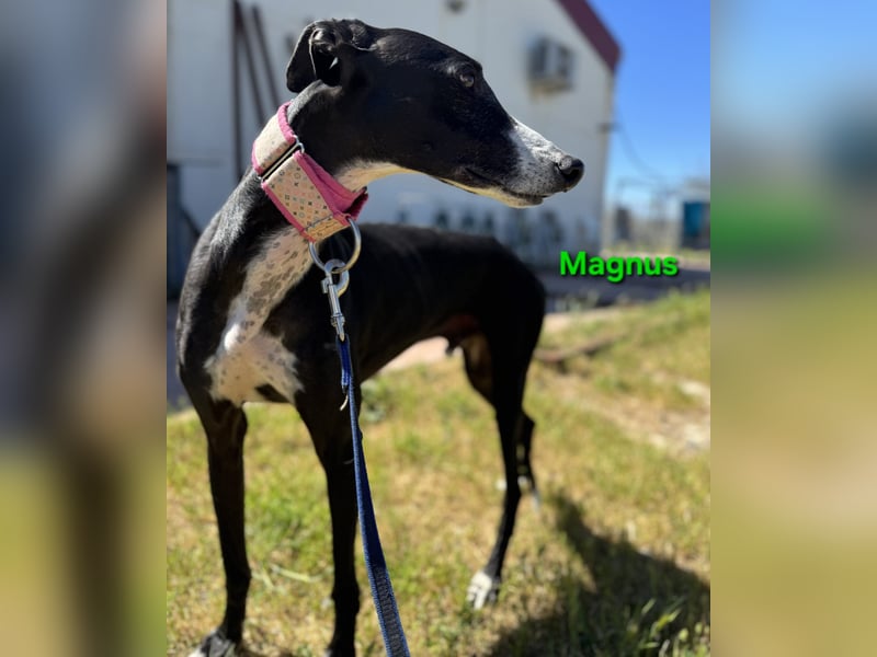 Magnus geb. 06/2019 (in Deutschland) - ausgeglichener & sanfter Galgo sucht ein liebevolles Zuhause!