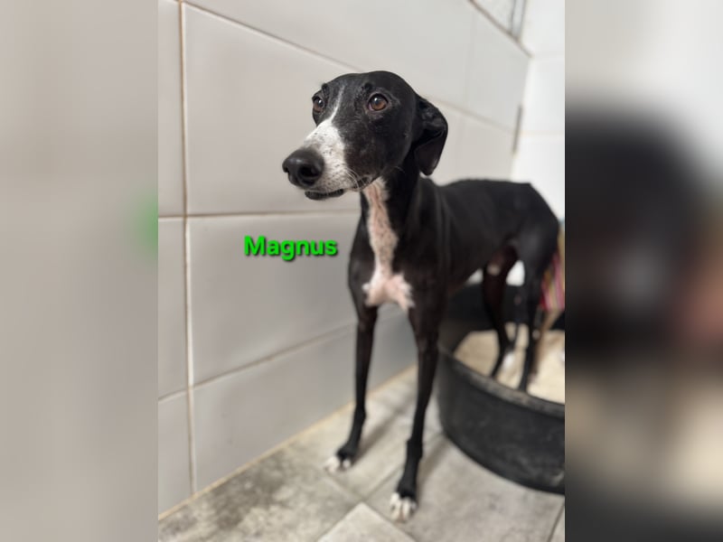 Magnus geb. 06/2019 (in Deutschland) - ausgeglichener & sanfter Galgo sucht ein liebevolles Zuhause!