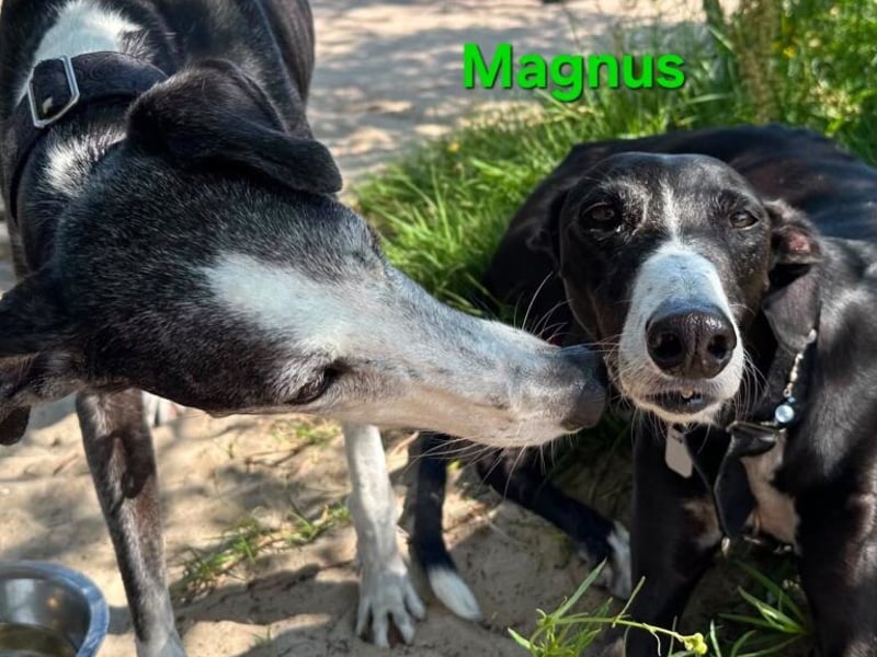 Magnus geb. 06/2019 (in Deutschland) - ausgeglichener & sanfter Galgo sucht ein liebevolles Zuhause!