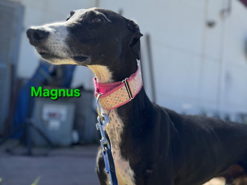 Magnus geb. 06/2019 (in Deutschland) - ausgeglichener & sanfter Galgo sucht ein liebevolles Zuhause!