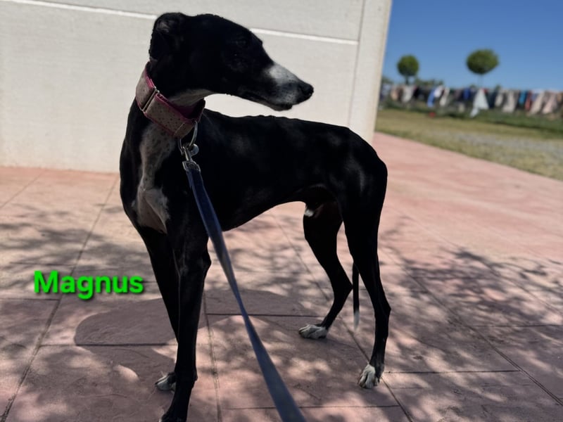 Magnus geb. 06/2019 (in Deutschland) - ausgeglichener & sanfter Galgo sucht ein liebevolles Zuhause!